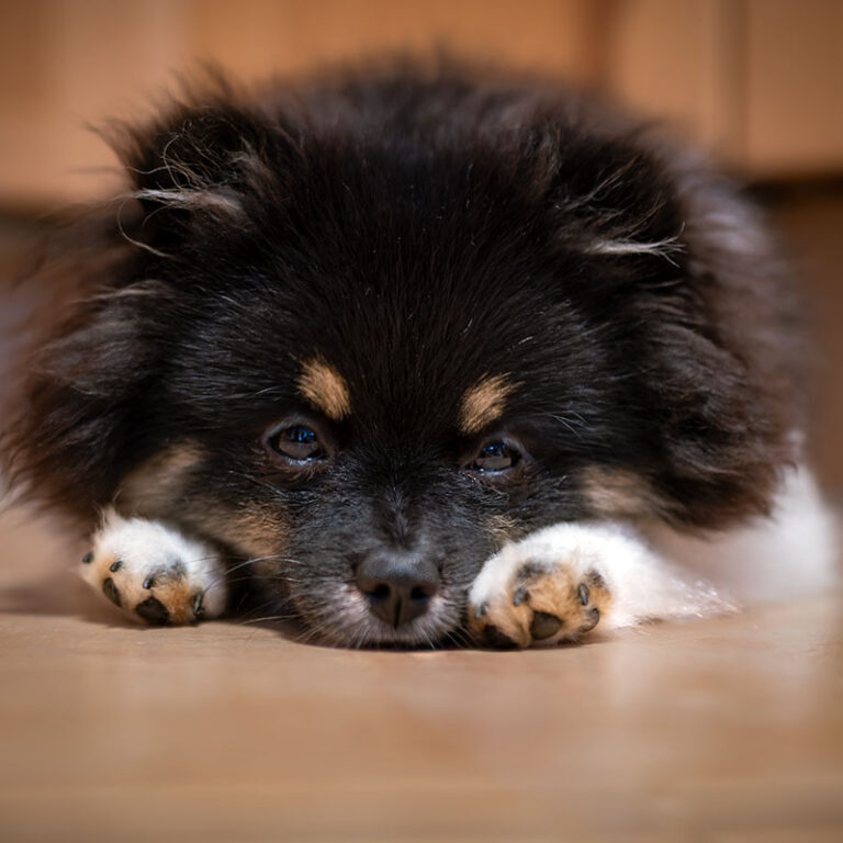 Kumo_1