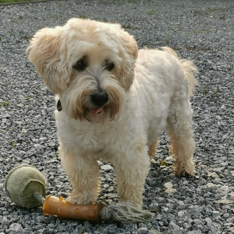 Mogli